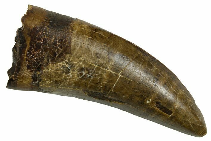 Serrated, Fossil Tyrannosaurus (Trex) Tooth - Wyoming #380875